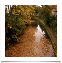John North A Carpet Of leaves SV402661 - Copy